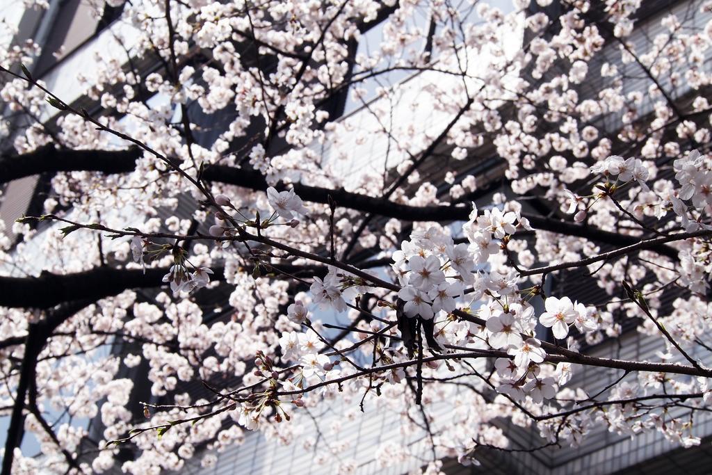 Bijuu Hotel Kyoto Bagian luar foto